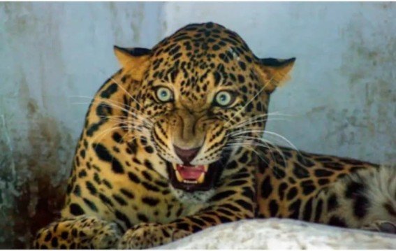 पुणे में तेंदुए के डर से निकला अनोखा जुगाड़