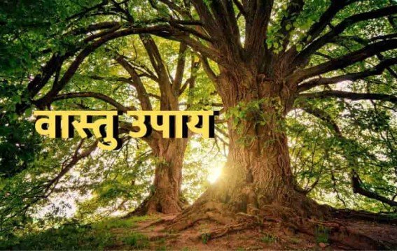 सुबह पेड़ों-पौधों के दर्शन से दूर होती है दुख-दरिद्रता