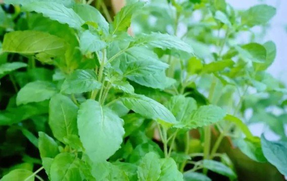 तुलसी पत्ते को चबाना क्यों मना