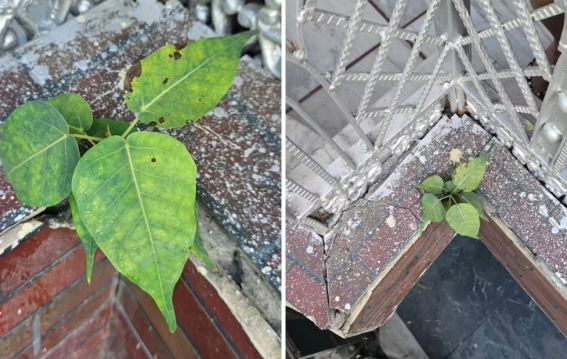 छत की दरारों में उगा पीपल?